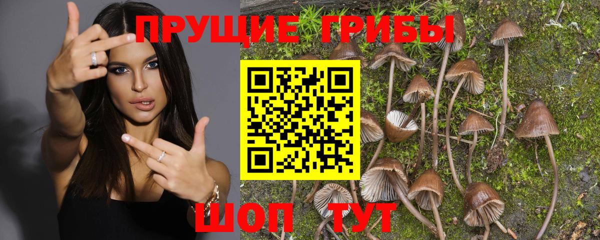 Псилоцибиновые грибы Psilocybe Тында